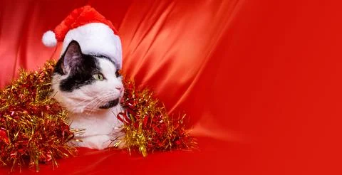 A cat in a Christmas cap on a red background. Banner with space for text. Stock Photos