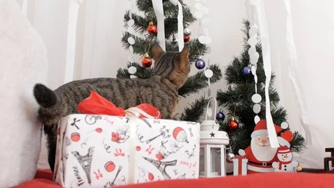 Cat in the Christmas decoration Stock Footage 99001309