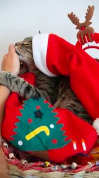 A cat as a Christmas present. Stock Photos