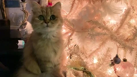 Cat Christmas Tree Stock-Footage 226832151