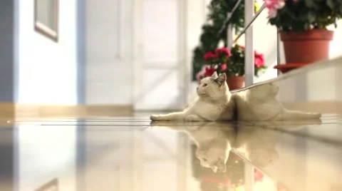 Cat in "christmass" office timelapse Vídeo Stock 43048457
