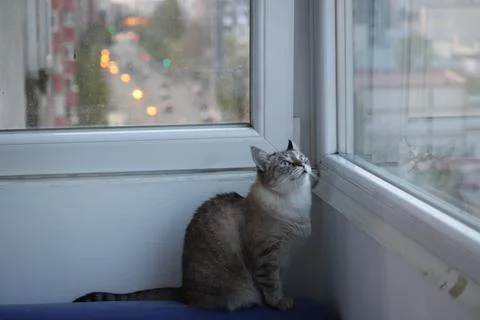 Cat in a city Stock Photos