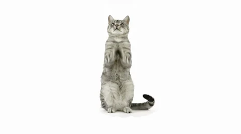 Cat clapping paws, asking for food Stock Footage 39853525