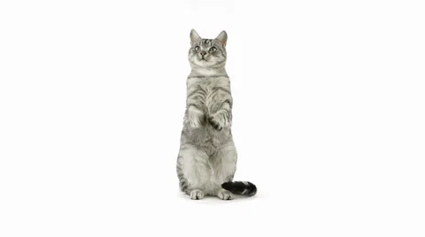 Cat clapping paws, asking for food, looks away disappointed Stock Footage 39853850