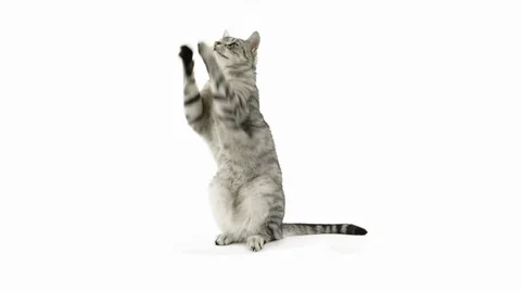 Cat clapping paws, asking for a snack Stock Footage 39853878