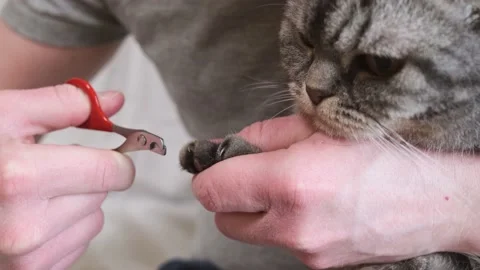 Cat claws are cut Stock Footage 149688971