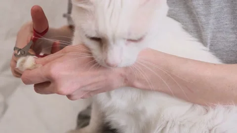 Cat claws are cut with special scissors Stock Footage 149774359