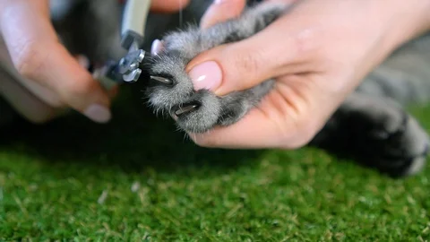 Cat claws clipping. Stock Footage 119126624