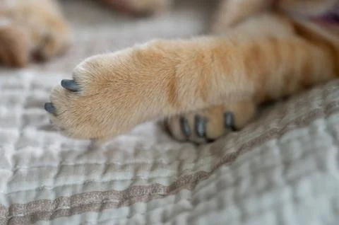 Cat claws covered with plastic protector Фото