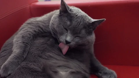 Cat clean and looks at the camera Stock Footage 89025014