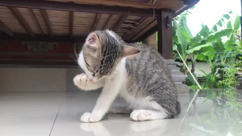 Cat  clean front foot and face Stock Footage 321190276