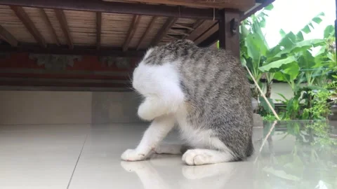 Cat clean front foot Stock Footage 321190284
