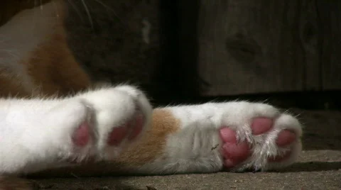 Cat clean himself Stock Footage 661228