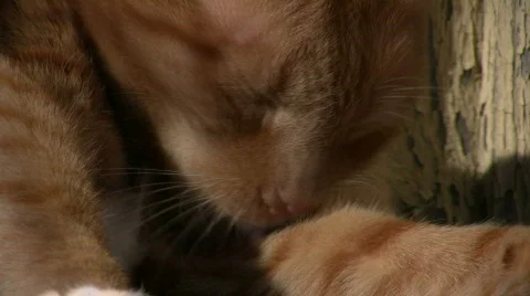 Cat clean himself Stock Footage 661247