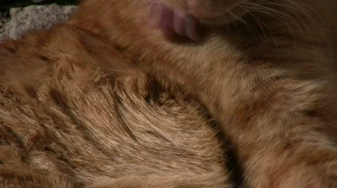 Cat clean himself Stock Footage 661268