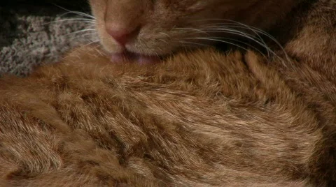 Cat clean himself Stock Footage 661279
