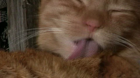 Cat clean himself Stock Footage 661286