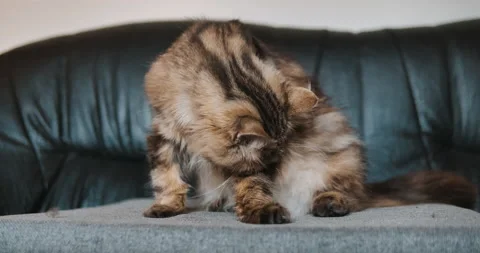 Cat clean himself Video stock 135040827