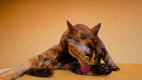 THE CAT CLEAN UP IT OWN BODY 4K Stock Footage 138545260