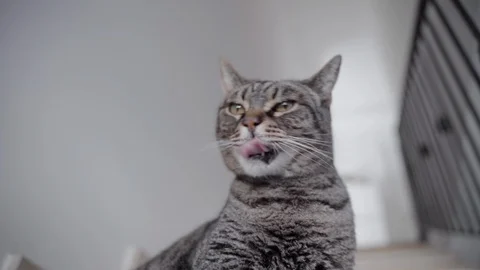 Cat cleaning and scratching itself Video stock 122336665