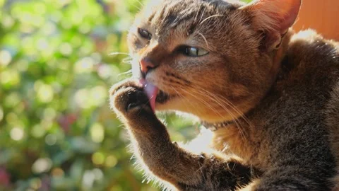 Cat cleaning body himself .Fluffy pet is cleaning its fur Vídeos de archivo 145390389