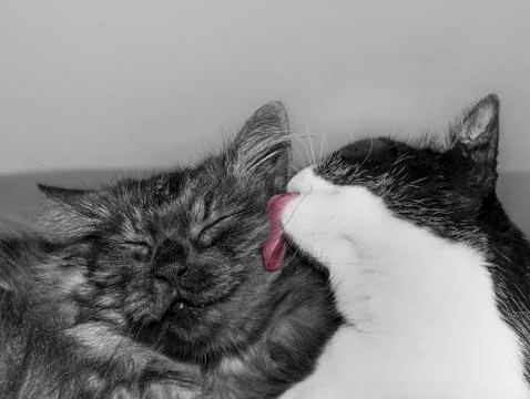 Cat cleaning a cat Foto stock