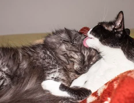 Cat cleaning a cat Stock Photos