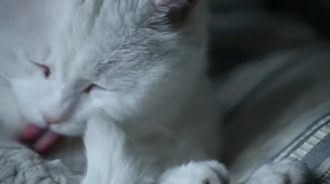 Cat Cleaning Stock-Footage 62231308
