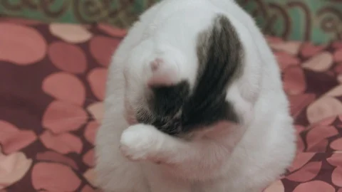 Cat Cleaning Stock Footage 87577939