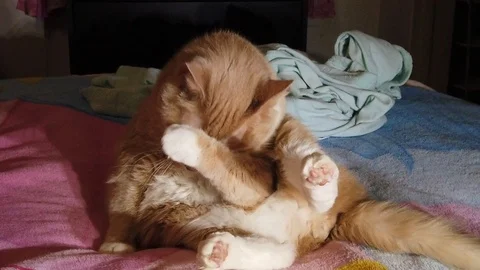 Cat Cleaning Stock Footage 102167929