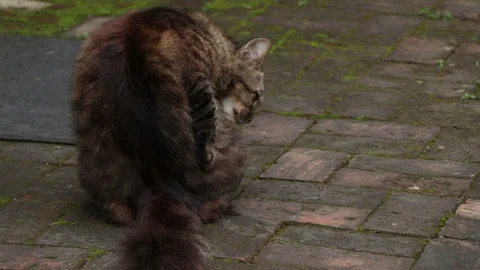 Cat cleaning in the garden. Video stock 96385484