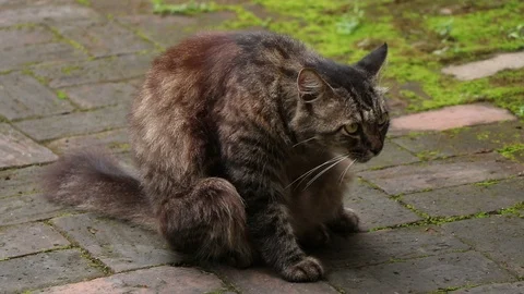 Cat cleaning in the garden. 스톡 동영상 96386925