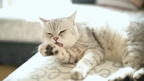 Cat cleaning hair on sofa Stockbeeldmateriaal 120638352