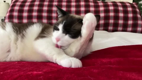Cat Cleaning Herself On Bed 動画素材 233028378
