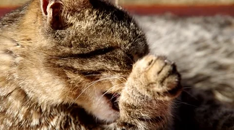 Cat cleaning herself Stock Footage 65144802