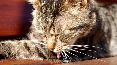 Cat cleaning herself Stock Footage 67732821