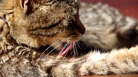 Cat cleaning herself Stock Footage 67732831