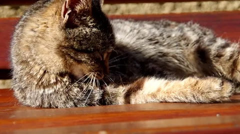 Cat cleaning herself Stock Footage 67732845
