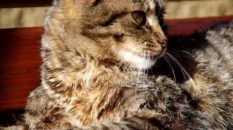 Cat cleaning herself Stock Footage 67732870