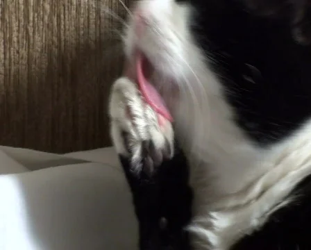 Cat cleaning himself Stock Footage 702043