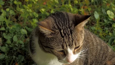 Cat cleaning himself Stock Footage 95985974