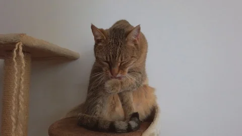 Cat cleaning himself 스톡 동영상 104840333