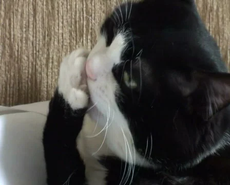 Cat cleaning himself (part 2) Stock Footage 722365