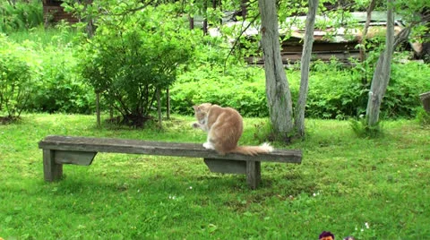 Cat cleaning himself (zoom in) 動画素材 25243593