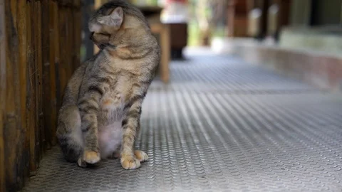 Cat cleaning his fur while sitting at walkway. Stock-Footage 124817381