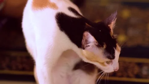 Cat cleaning it self Stock Footage 242433211