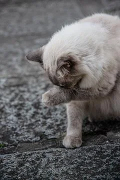 Cat cleaning its face with its paw Stock-Fotos