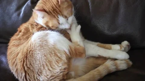 Cat cleaning its toes Stock Footage 69109034