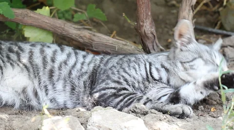 Cat cleaning itself Stock Footage 56370346