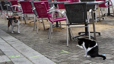 Cat cleaning itself Stock Footage 87234581